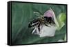 Apis Mellifera (Honey Bee) - Foraging on a Common Bean Flower-Paul Starosta-Framed Stretched Canvas