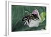 Apis Mellifera (Honey Bee) - Foraging on a Common Bean Flower-Paul Starosta-Framed Photographic Print