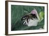 Apis Mellifera (Honey Bee) - Foraging on a Common Bean Flower-Paul Starosta-Framed Photographic Print