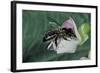 Apis Mellifera (Honey Bee) - Foraging on a Common Bean Flower-Paul Starosta-Framed Photographic Print