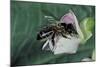 Apis Mellifera (Honey Bee) - Foraging on a Common Bean Flower-Paul Starosta-Mounted Photographic Print