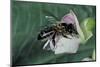 Apis Mellifera (Honey Bee) - Foraging on a Common Bean Flower-Paul Starosta-Mounted Photographic Print