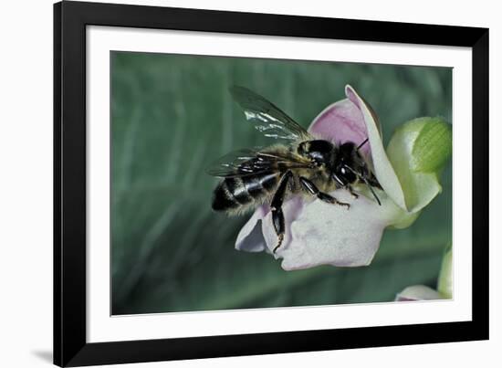 Apis Mellifera (Honey Bee) - Foraging on a Common Bean Flower-Paul Starosta-Framed Photographic Print