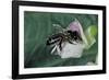 Apis Mellifera (Honey Bee) - Foraging on a Common Bean Flower-Paul Starosta-Framed Photographic Print