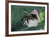 Apis Mellifera (Honey Bee) - Foraging on a Common Bean Flower-Paul Starosta-Framed Photographic Print