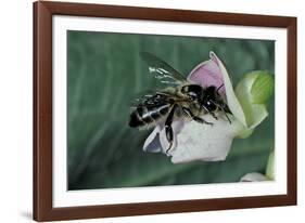 Apis Mellifera (Honey Bee) - Foraging on a Common Bean Flower-Paul Starosta-Framed Photographic Print