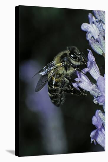 Apis Mellifera (Honey Bee) - Foraging on a Lavender Flower-Paul Starosta-Stretched Canvas
