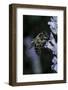 Apis Mellifera (Honey Bee) - Foraging on a Lavender Flower-Paul Starosta-Framed Photographic Print