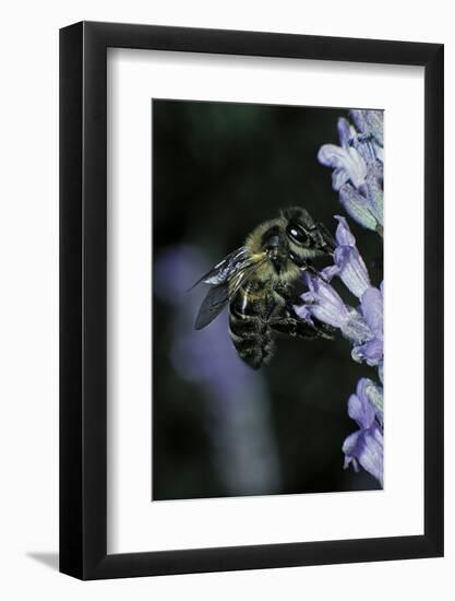 Apis Mellifera (Honey Bee) - Foraging on a Lavender Flower-Paul Starosta-Framed Photographic Print