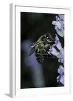 Apis Mellifera (Honey Bee) - Foraging on a Lavender Flower-Paul Starosta-Framed Photographic Print