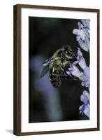 Apis Mellifera (Honey Bee) - Foraging on a Lavender Flower-Paul Starosta-Framed Photographic Print