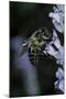 Apis Mellifera (Honey Bee) - Foraging on a Lavender Flower-Paul Starosta-Mounted Photographic Print