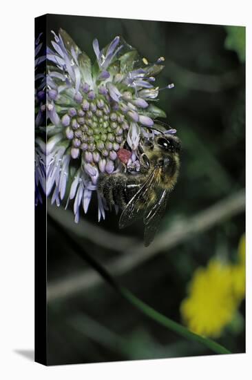 Apis Mellifera (Honey Bee) - Foraging on a Sheep's Bit Flower-Paul Starosta-Stretched Canvas