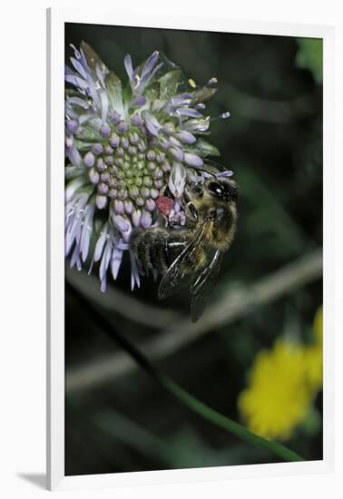 Apis Mellifera (Honey Bee) - Foraging on a Sheep's Bit Flower-Paul Starosta-Framed Premium Photographic Print