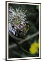 Apis Mellifera (Honey Bee) - Foraging on a Sheep's Bit Flower-Paul Starosta-Framed Premium Photographic Print