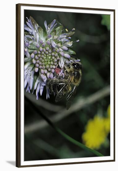 Apis Mellifera (Honey Bee) - Foraging on a Sheep's Bit Flower-Paul Starosta-Framed Premium Photographic Print