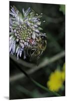 Apis Mellifera (Honey Bee) - Foraging on a Sheep's Bit Flower-Paul Starosta-Mounted Premium Photographic Print