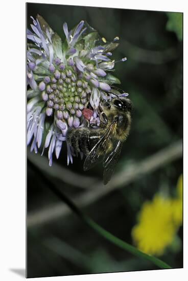 Apis Mellifera (Honey Bee) - Foraging on a Sheep's Bit Flower-Paul Starosta-Mounted Premium Photographic Print