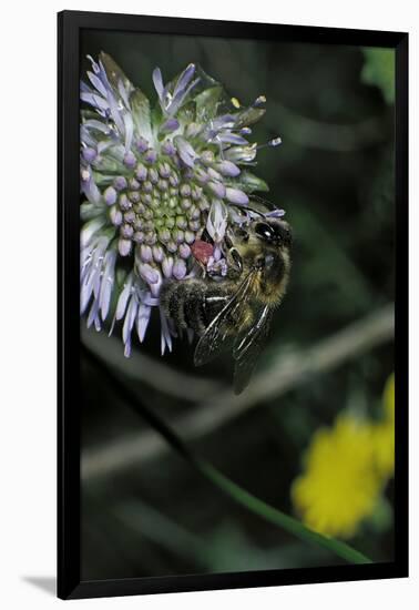 Apis Mellifera (Honey Bee) - Foraging on a Sheep's Bit Flower-Paul Starosta-Framed Premium Photographic Print