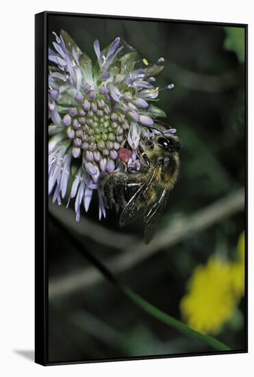 Apis Mellifera (Honey Bee) - Foraging on a Sheep's Bit Flower-Paul Starosta-Framed Stretched Canvas