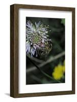 Apis Mellifera (Honey Bee) - Foraging on a Sheep's Bit Flower-Paul Starosta-Framed Photographic Print