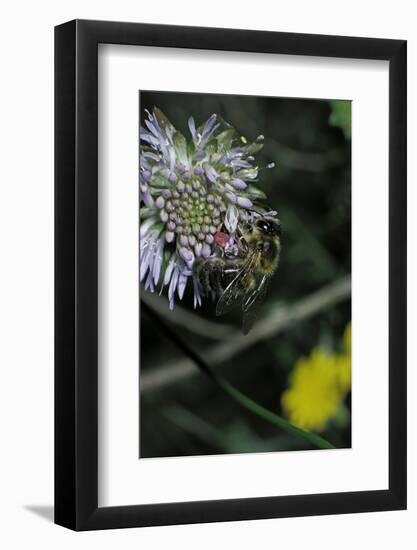 Apis Mellifera (Honey Bee) - Foraging on a Sheep's Bit Flower-Paul Starosta-Framed Photographic Print