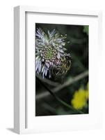 Apis Mellifera (Honey Bee) - Foraging on a Sheep's Bit Flower-Paul Starosta-Framed Photographic Print