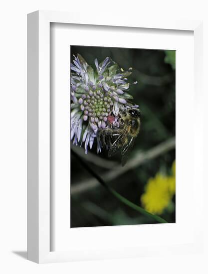 Apis Mellifera (Honey Bee) - Foraging on a Sheep's Bit Flower-Paul Starosta-Framed Photographic Print