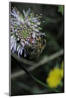Apis Mellifera (Honey Bee) - Foraging on a Sheep's Bit Flower-Paul Starosta-Mounted Photographic Print