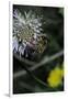 Apis Mellifera (Honey Bee) - Foraging on a Sheep's Bit Flower-Paul Starosta-Framed Photographic Print