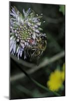 Apis Mellifera (Honey Bee) - Foraging on a Sheep's Bit Flower-Paul Starosta-Mounted Photographic Print