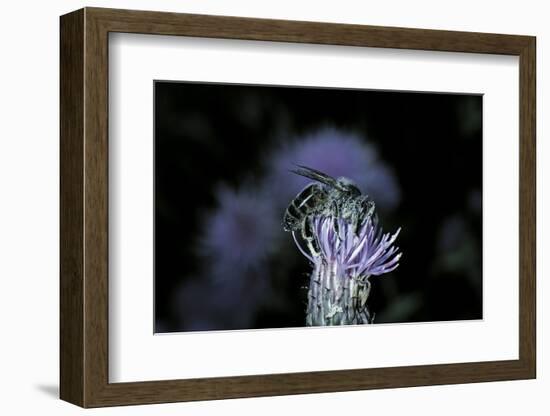 Apis Mellifera (Honey Bee) - Foraging on a Thistle Flower-Paul Starosta-Framed Photographic Print