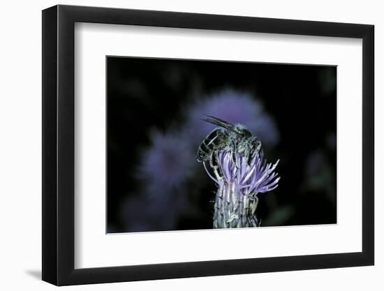 Apis Mellifera (Honey Bee) - Foraging on a Thistle Flower-Paul Starosta-Framed Photographic Print