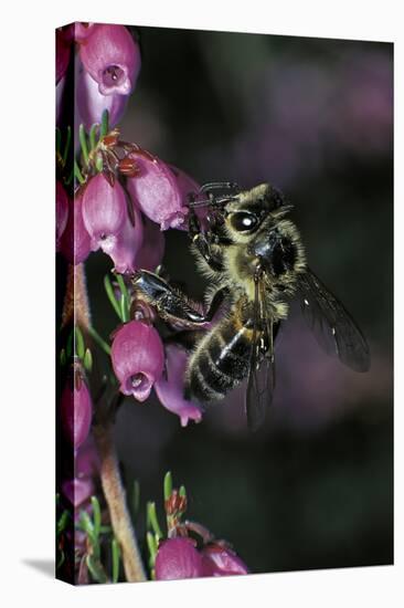 Apis Mellifera (Honey Bee) - Foraging on Bell Heather Flowers-Paul Starosta-Stretched Canvas