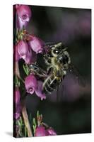 Apis Mellifera (Honey Bee) - Foraging on Bell Heather Flowers-Paul Starosta-Stretched Canvas