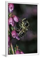 Apis Mellifera (Honey Bee) - Foraging on Bell Heather Flowers-Paul Starosta-Framed Premium Photographic Print