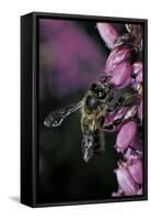 Apis Mellifera (Honey Bee) - Foraging on Bell Heather Flowers-Paul Starosta-Framed Stretched Canvas