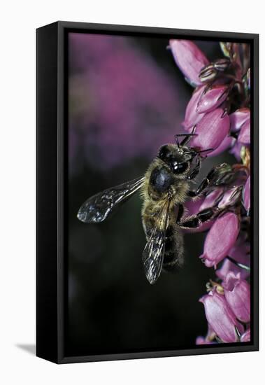 Apis Mellifera (Honey Bee) - Foraging on Bell Heather Flowers-Paul Starosta-Framed Stretched Canvas