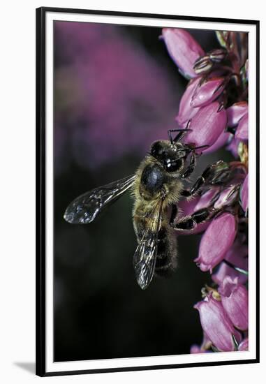 Apis Mellifera (Honey Bee) - Foraging on Bell Heather Flowers-Paul Starosta-Framed Premium Photographic Print