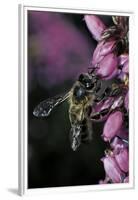 Apis Mellifera (Honey Bee) - Foraging on Bell Heather Flowers-Paul Starosta-Framed Premium Photographic Print