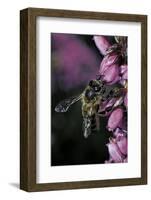 Apis Mellifera (Honey Bee) - Foraging on Bell Heather Flowers-Paul Starosta-Framed Photographic Print