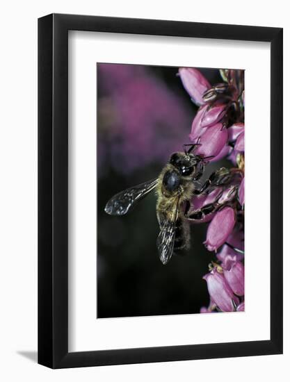 Apis Mellifera (Honey Bee) - Foraging on Bell Heather Flowers-Paul Starosta-Framed Photographic Print