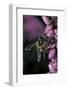 Apis Mellifera (Honey Bee) - Foraging on Bell Heather Flowers-Paul Starosta-Framed Photographic Print