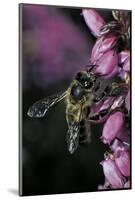 Apis Mellifera (Honey Bee) - Foraging on Bell Heather Flowers-Paul Starosta-Mounted Photographic Print