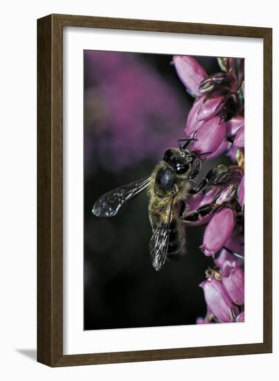 Apis Mellifera (Honey Bee) - Foraging on Bell Heather Flowers-Paul Starosta-Framed Photographic Print