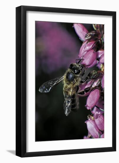 Apis Mellifera (Honey Bee) - Foraging on Bell Heather Flowers-Paul Starosta-Framed Photographic Print