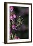 Apis Mellifera (Honey Bee) - Foraging on Bell Heather Flowers-Paul Starosta-Framed Photographic Print