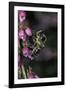 Apis Mellifera (Honey Bee) - Foraging on Bell Heather Flowers-Paul Starosta-Framed Photographic Print