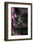 Apis Mellifera (Honey Bee) - Foraging on Bell Heather Flowers-Paul Starosta-Framed Photographic Print