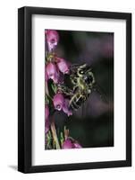 Apis Mellifera (Honey Bee) - Foraging on Bell Heather Flowers-Paul Starosta-Framed Photographic Print